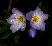 Polemonium - Jacob's Ladder